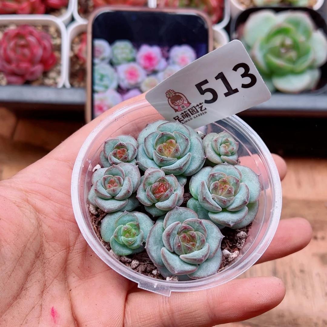 多肉植物多肉植物