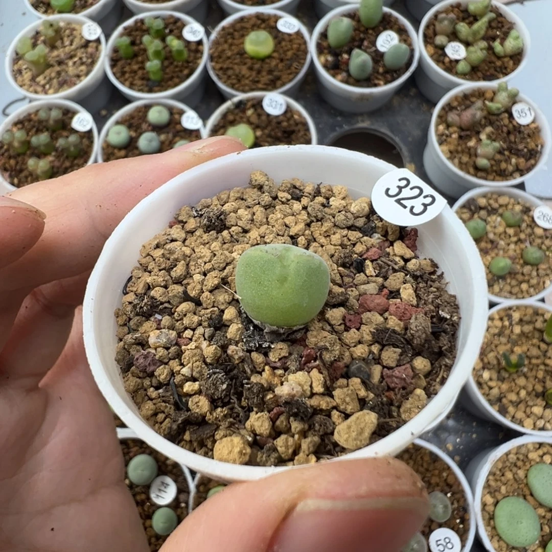 空蝉一颗带盆土3230000