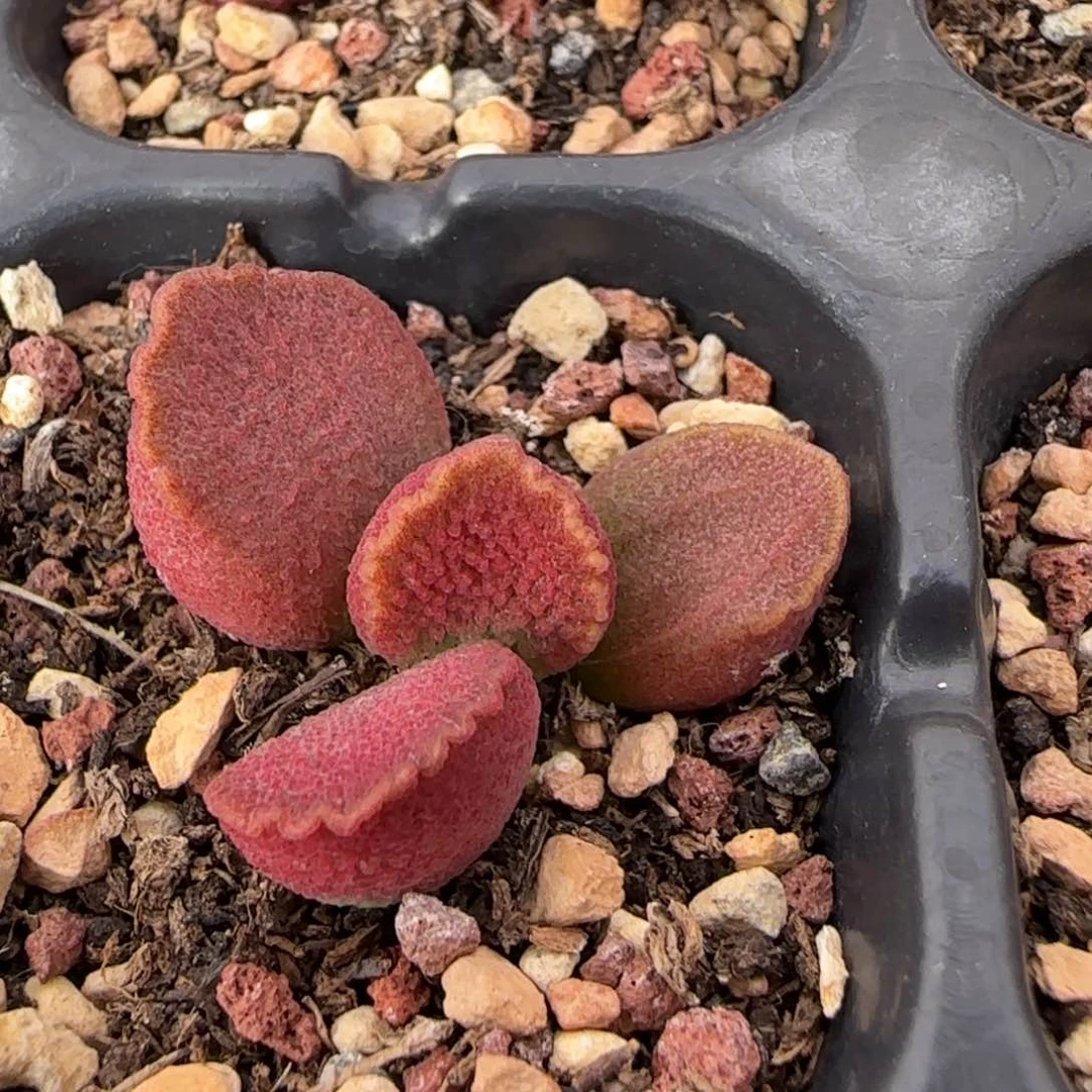 璀璨水泡多肉植物