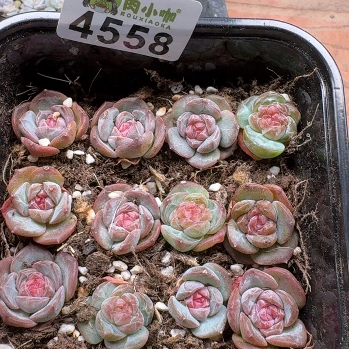多肉植物多肉植物