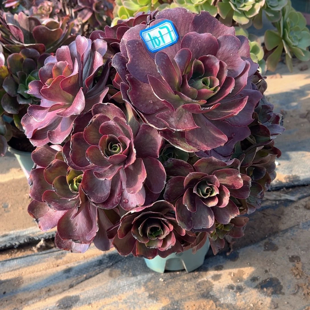 多肉植物魅金玫瑰1017