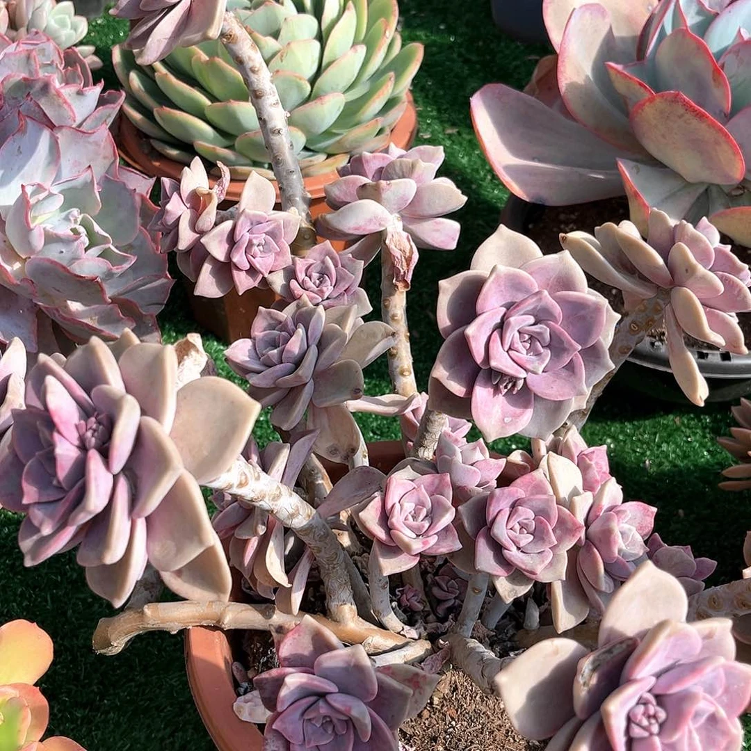 紫乐老桩大27030