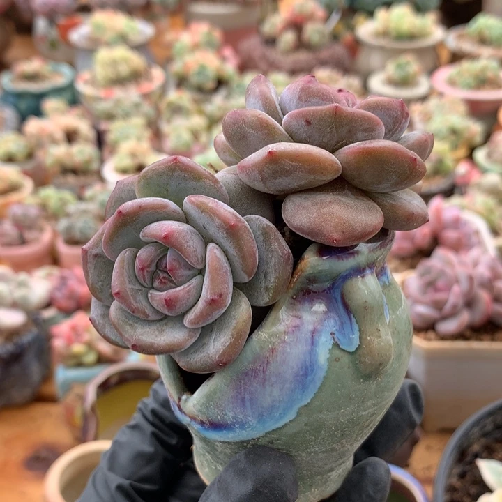 烟***✨星影带盆多肉008