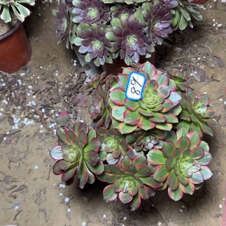 多肉植物断枝不包89