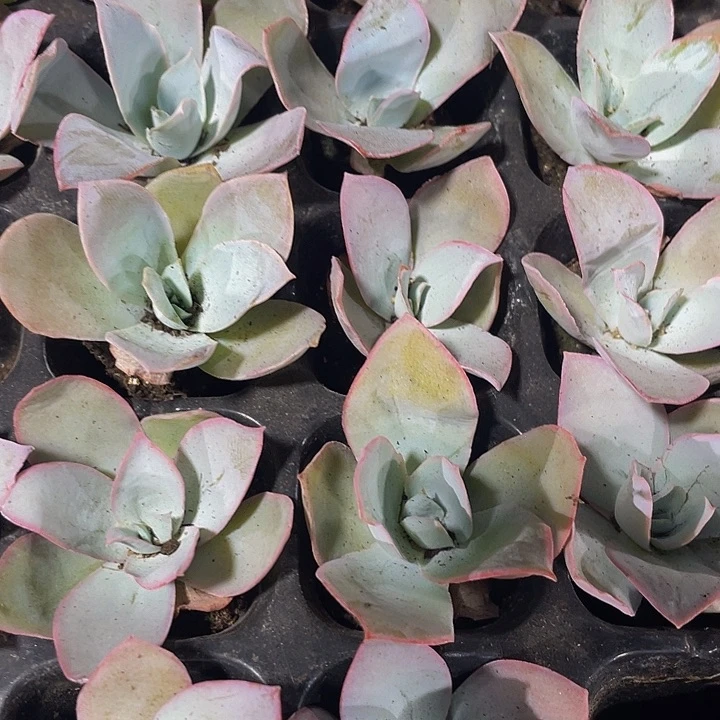 小广寒宫1元带土发货