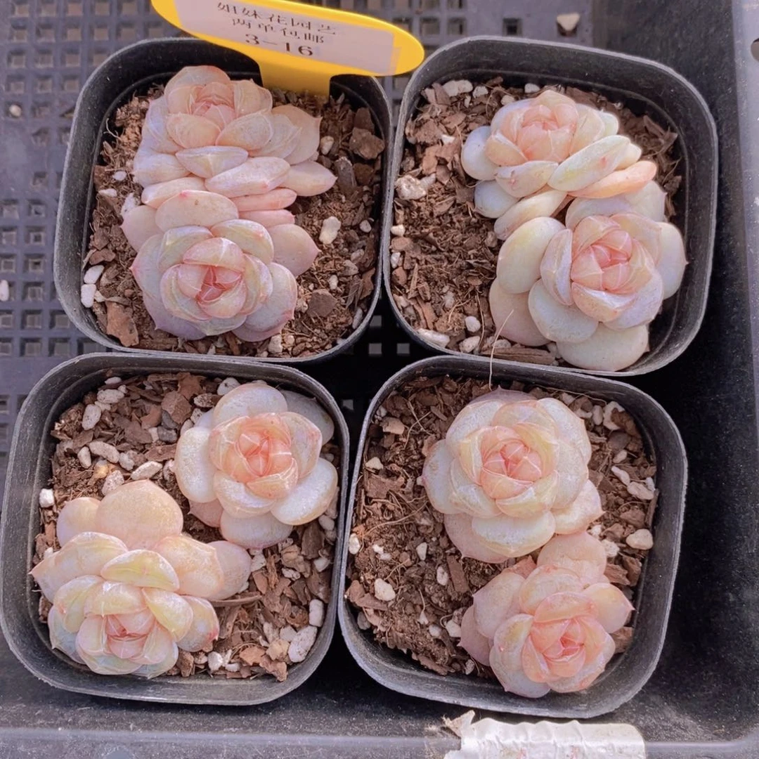 3-16-精品糖心白兰地双头一个