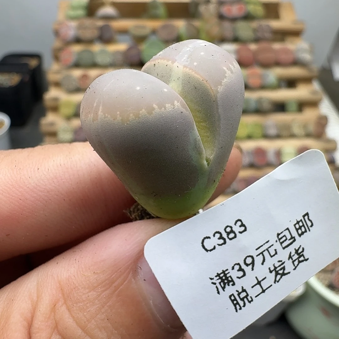 383多肉哈哈哈哈哈哈