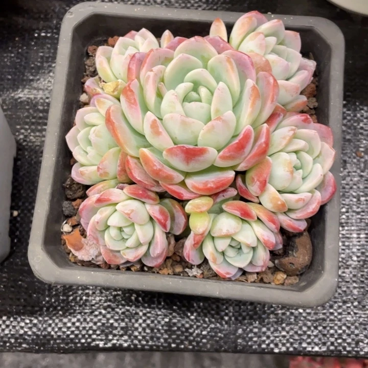 信**常弥鹿之森一物一图