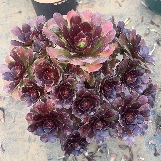 多肉植物荷兰玫瑰109