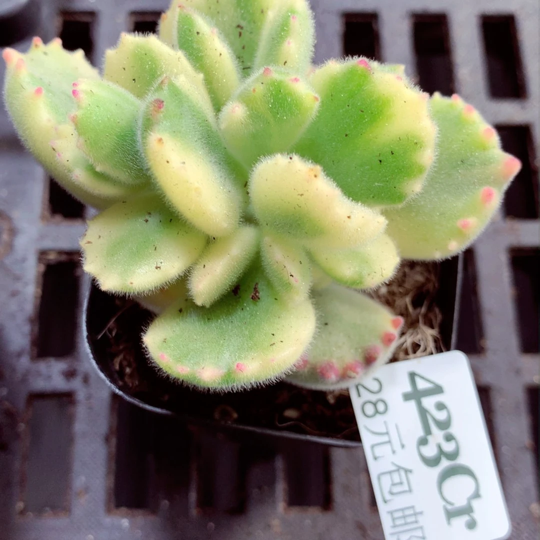 5厘米盆精控多肉423