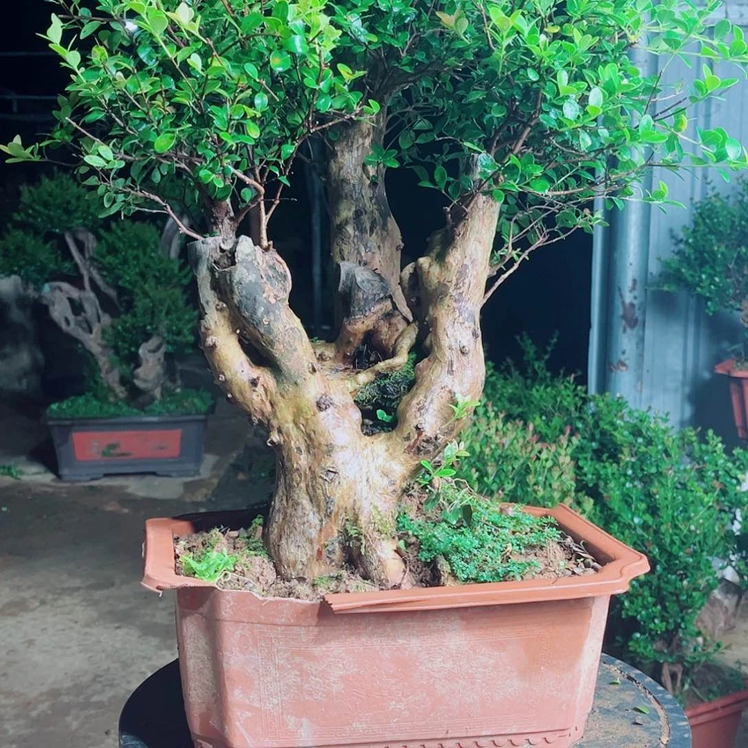 赤楠赤楠赤楠赤楠