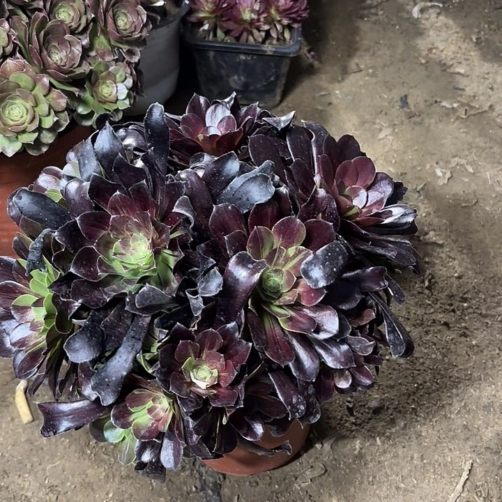 多肉植物欧若拉52