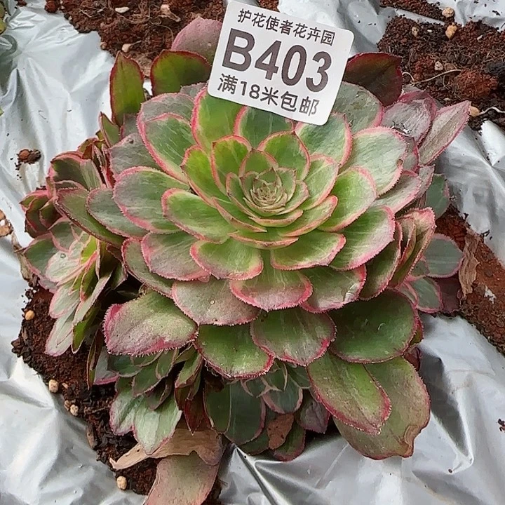 多肉法师莲花坐朵朵