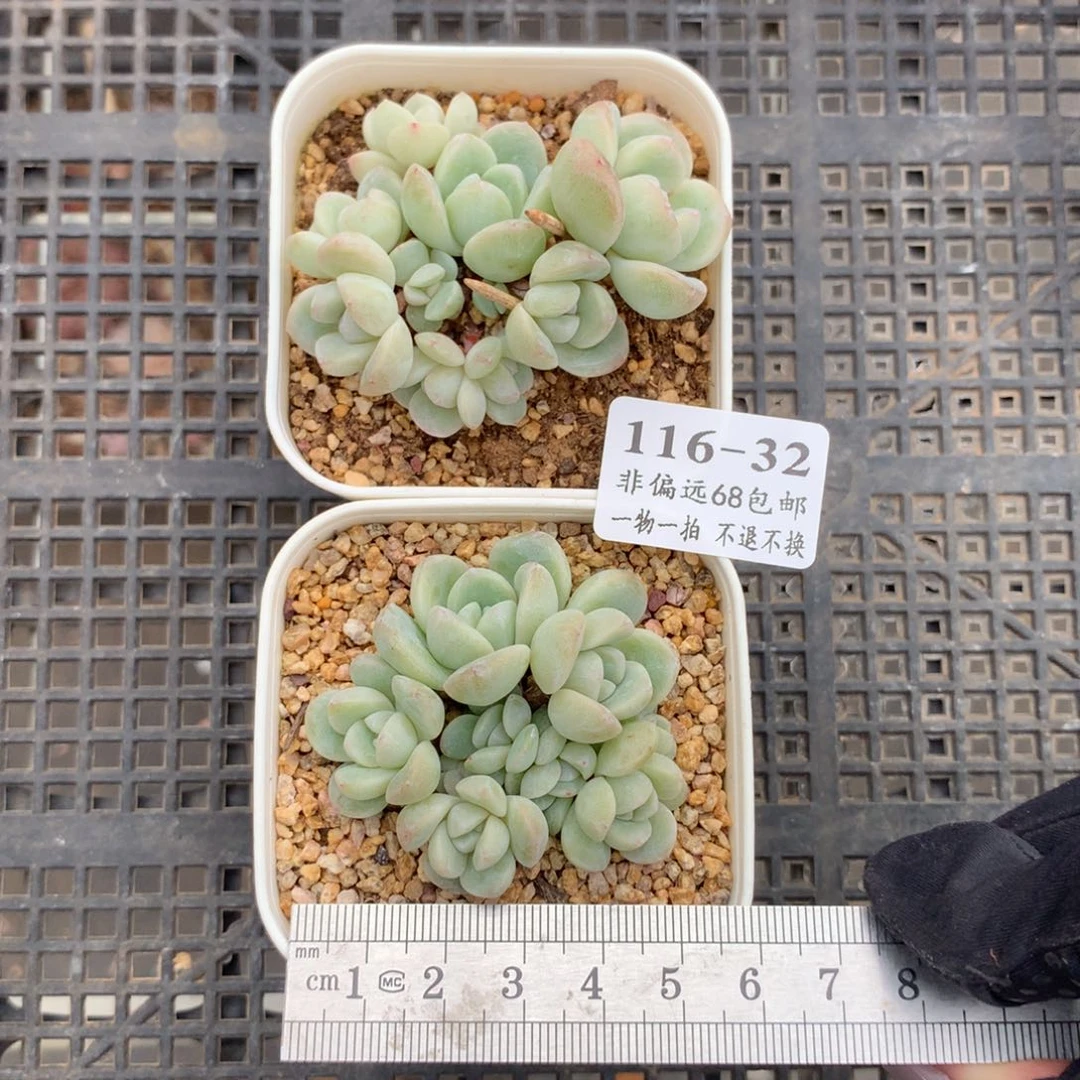 .32。小脸冰玉九头。十头。带盆土。