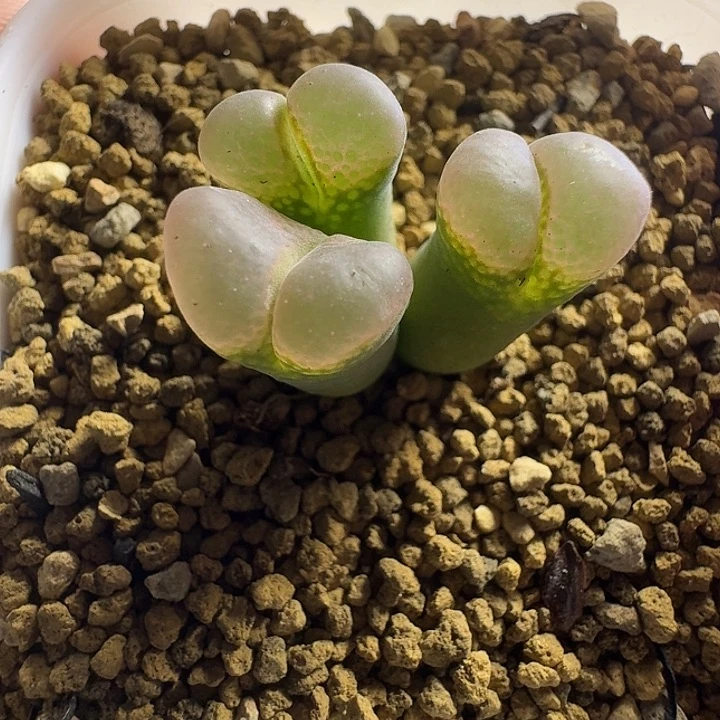 多肉..................03....