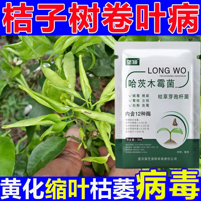 桔子树新梢卷叶黄叶专用肥料花期卷叶掉果掉花苞全阶段叶子病害用