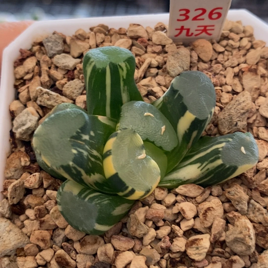 326号透镜万象锦多肉