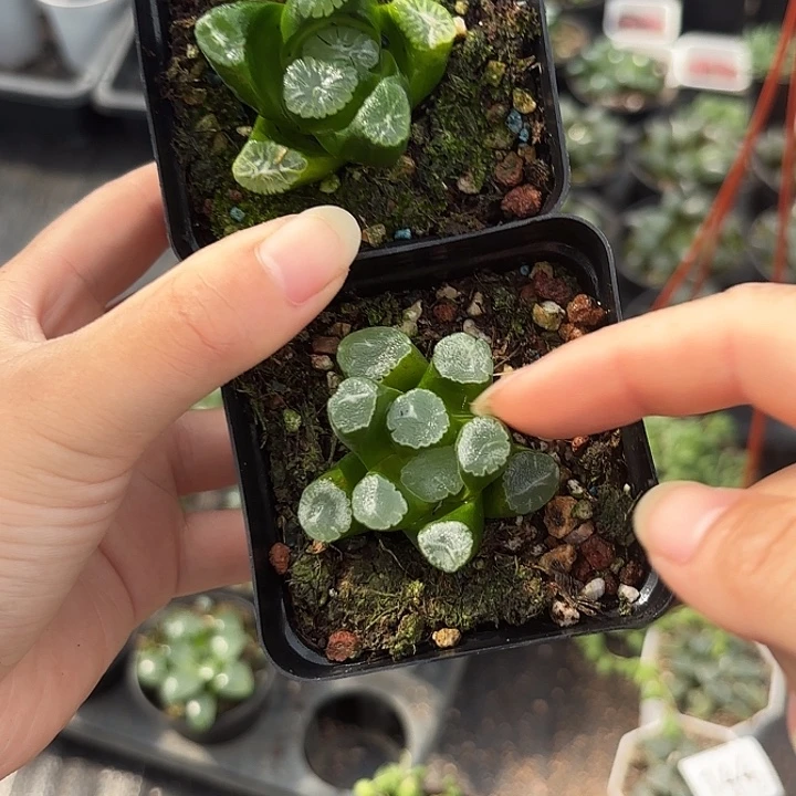 荷叶万象加磨砂万象2盆一组
