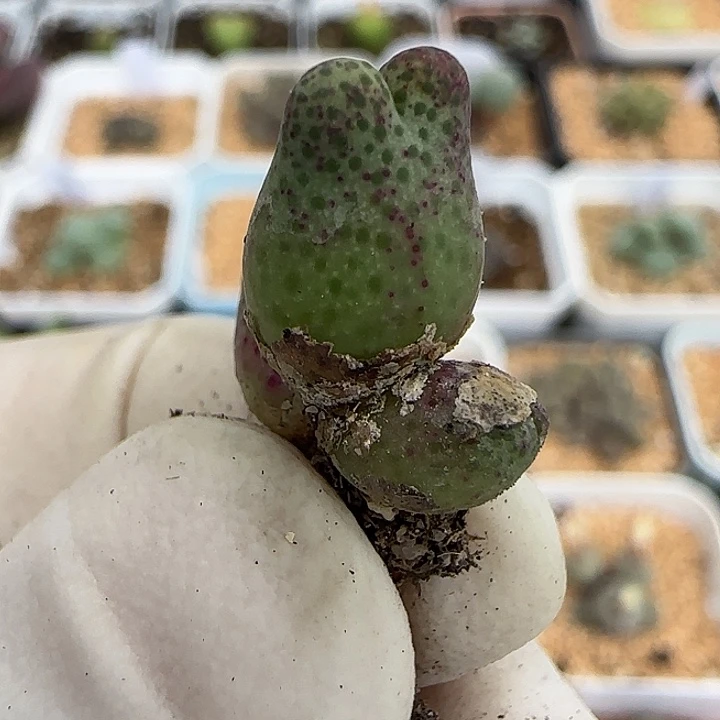 605杂交斑马福利福利