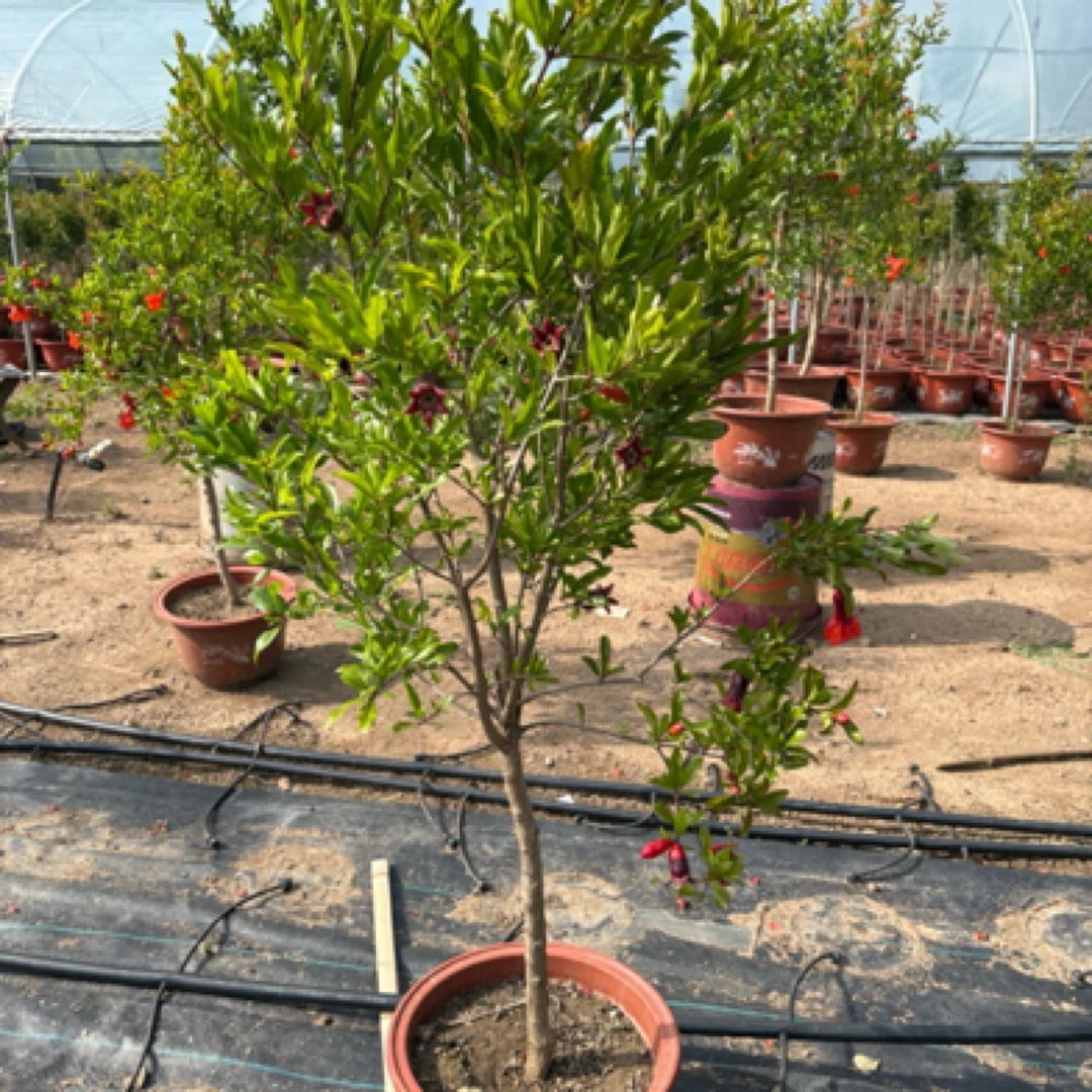 紫玉石榴盆栽盆景地栽一物一拍花卉绿植阳台庭院栽种