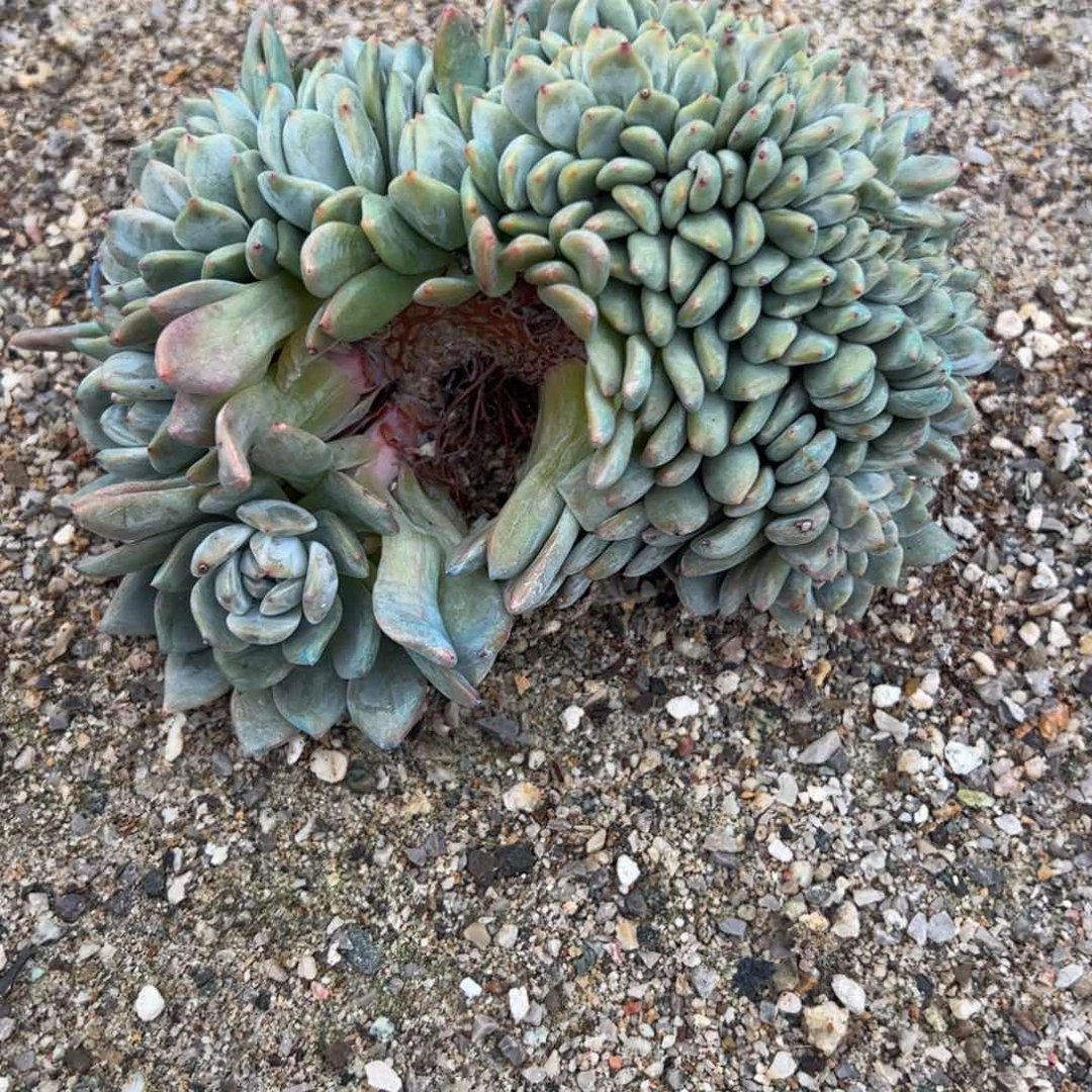 27号多肉多肉多肉多肉多肉多肉