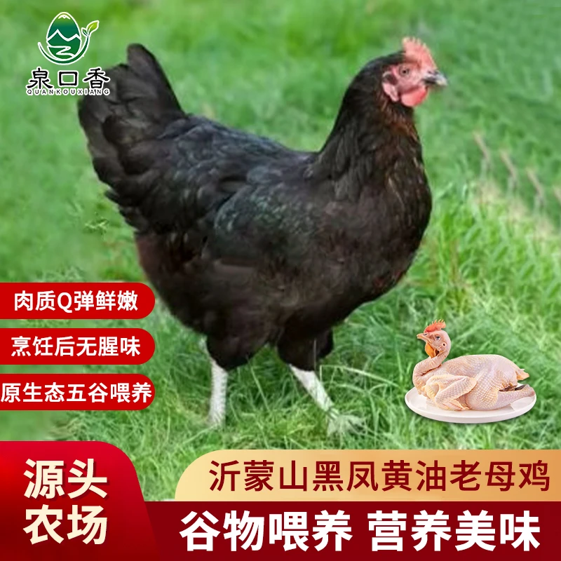 泉口香农家土鸡草鸡走地鸡老母鸡黑凤鸡现杀生鸡肉整只冷冻