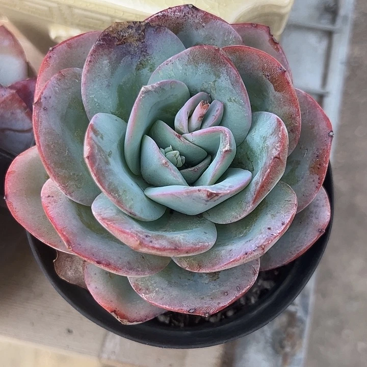 单头布鲁蓝多肉植物