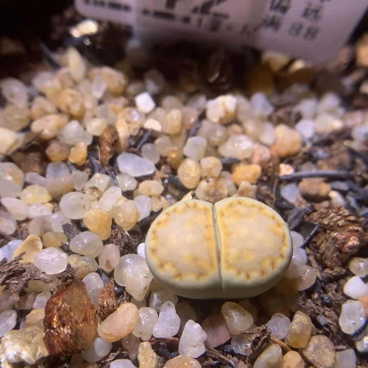 精品生石花219.342