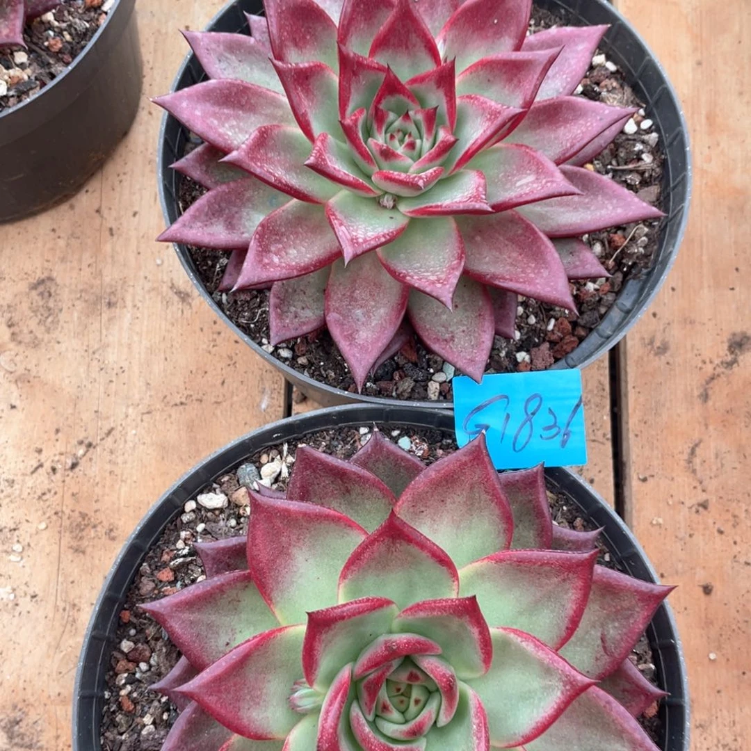 多肉植物多肉植物1836两颗