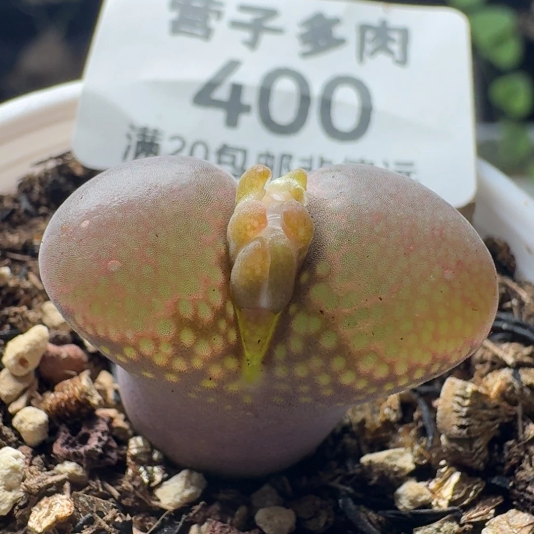红宝石带盆土