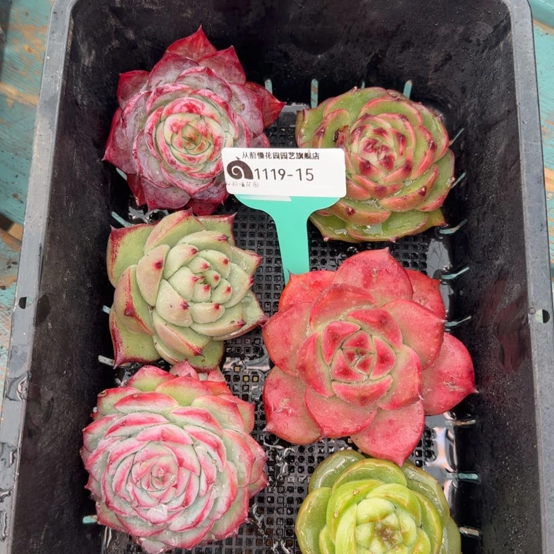 从前慢多肉精选编号1119.15