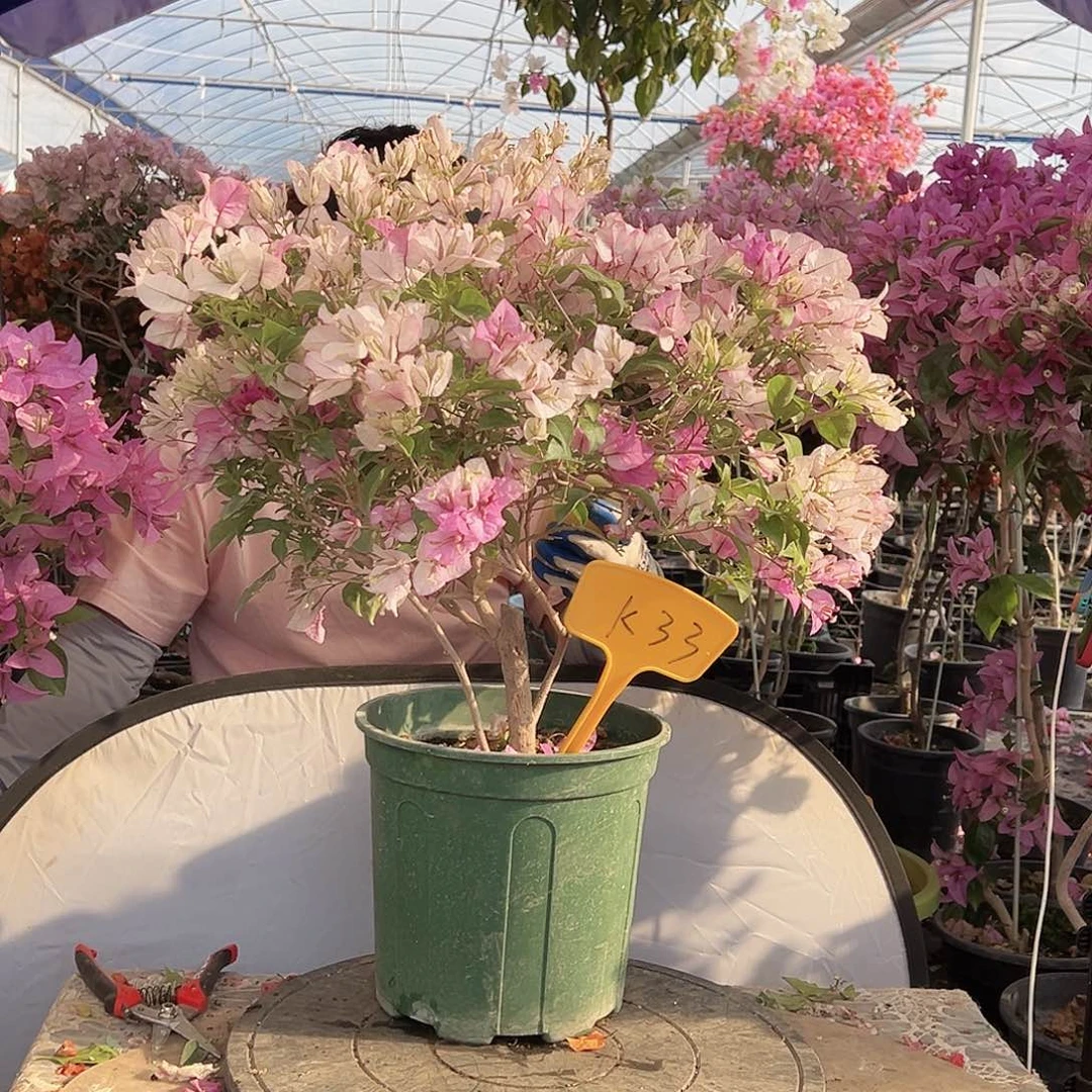 w***y大部分花苞少量开放K33雪紫