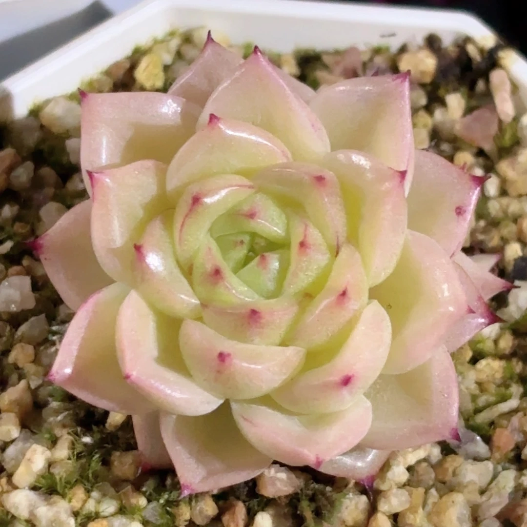124 新疆西藏内蒙不发货