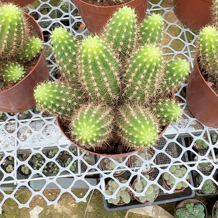 太***翊哈哈哈哈哈哈哈哈哈