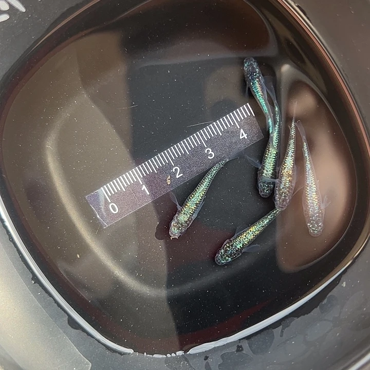糊***胡青鳉鱼海王星公母搭配6条