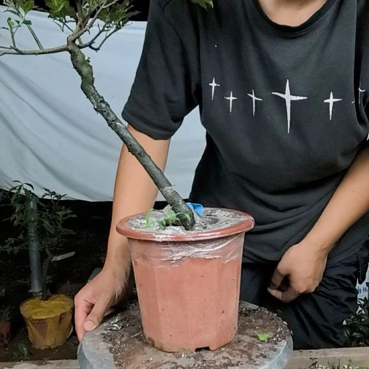玉***1无花朵金弹子树木园艺
