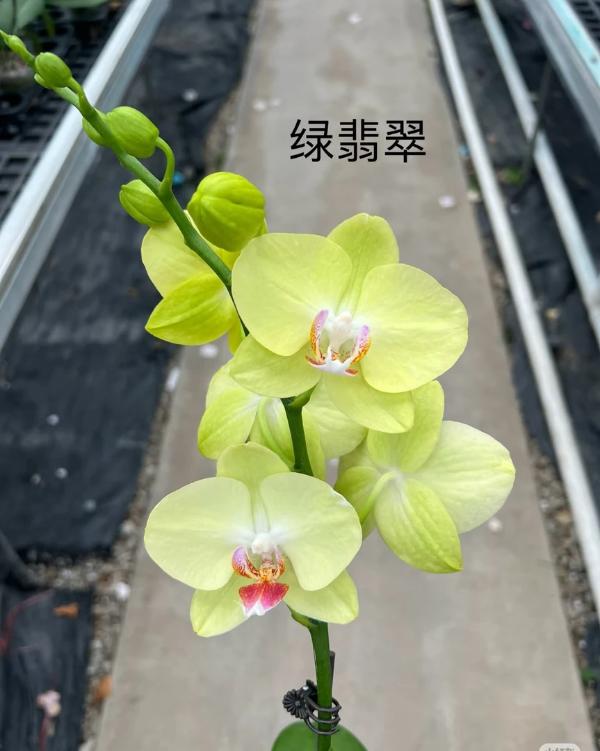 高品质带剑《绿翡翠》2.8寸杯 苗子发货不带花/凑两颗包邮