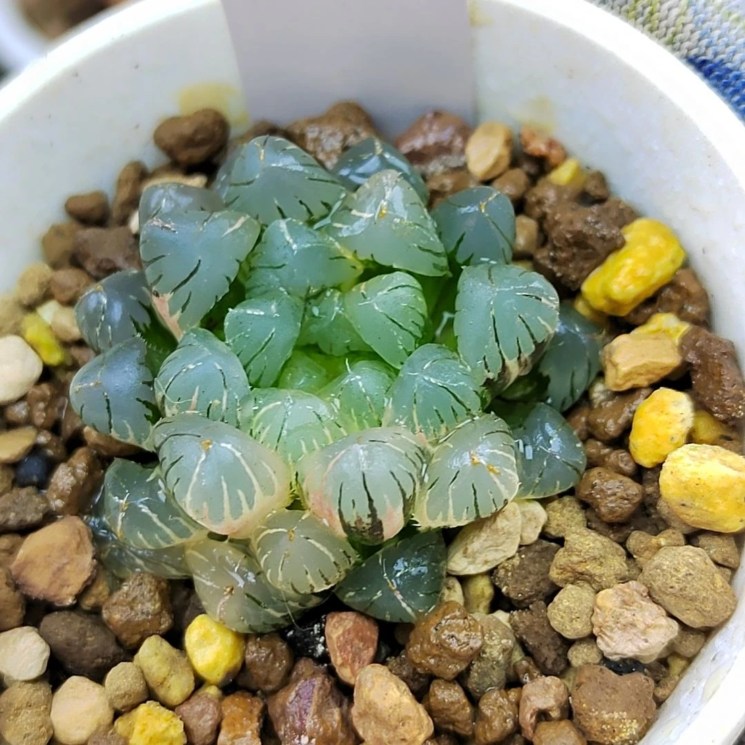 188冰灯锦4厘米左右一物一拍带盆满38包邮发货