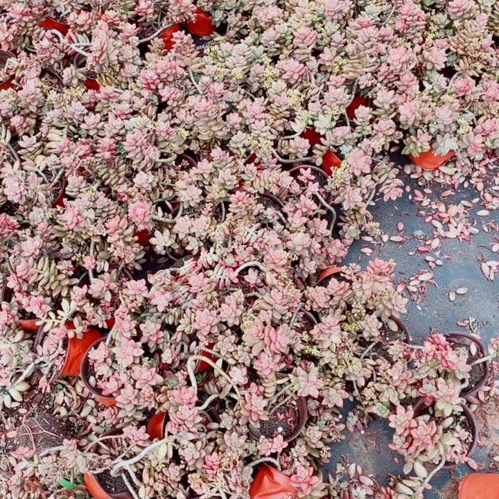 基隆月2颗 多肉植物