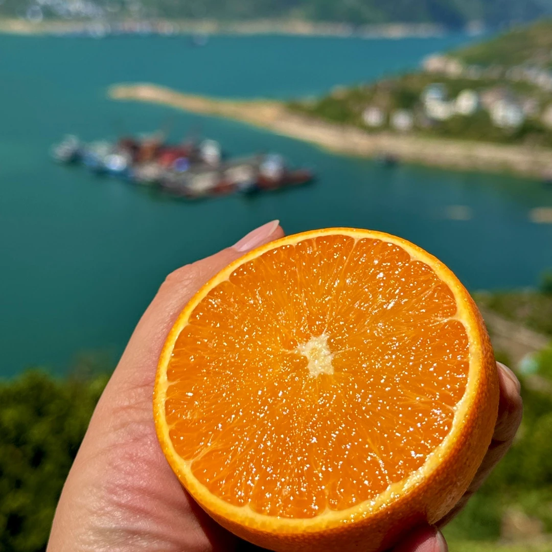 秭归伦晚脐橙新鲜水果 现摘甜橙CGZ