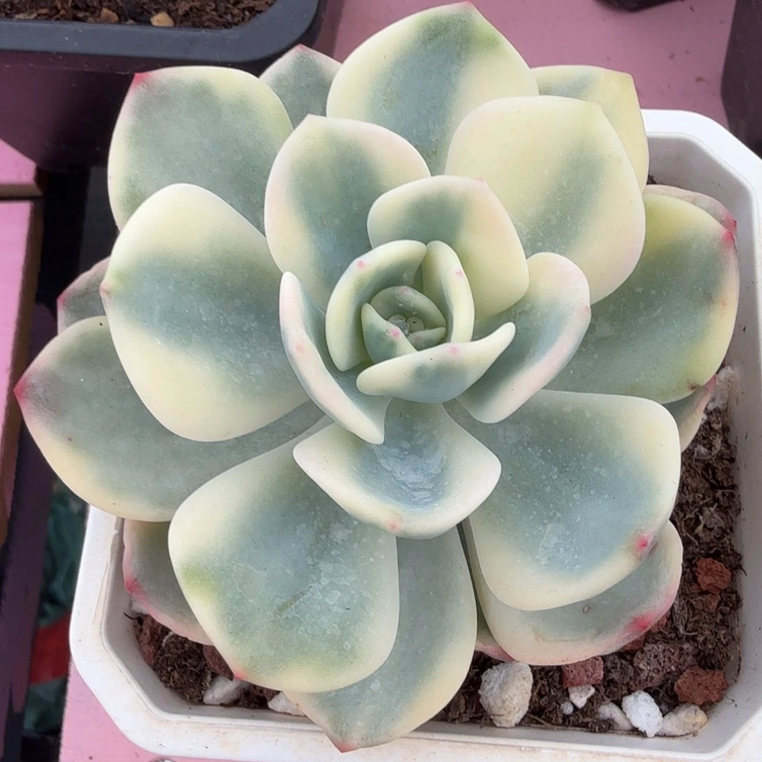 白月光锦，多肉植物