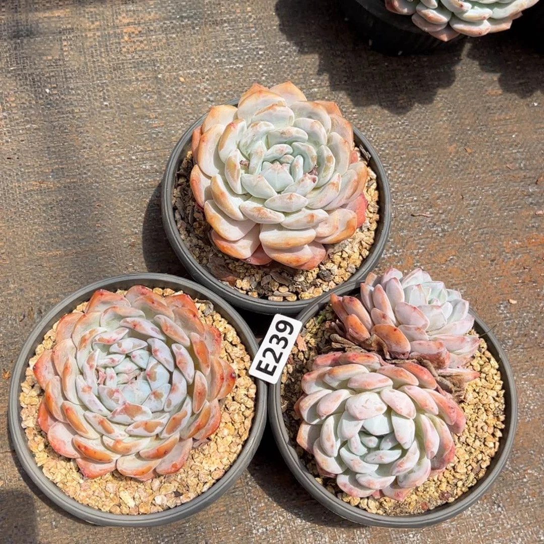 239。  00。0000000000