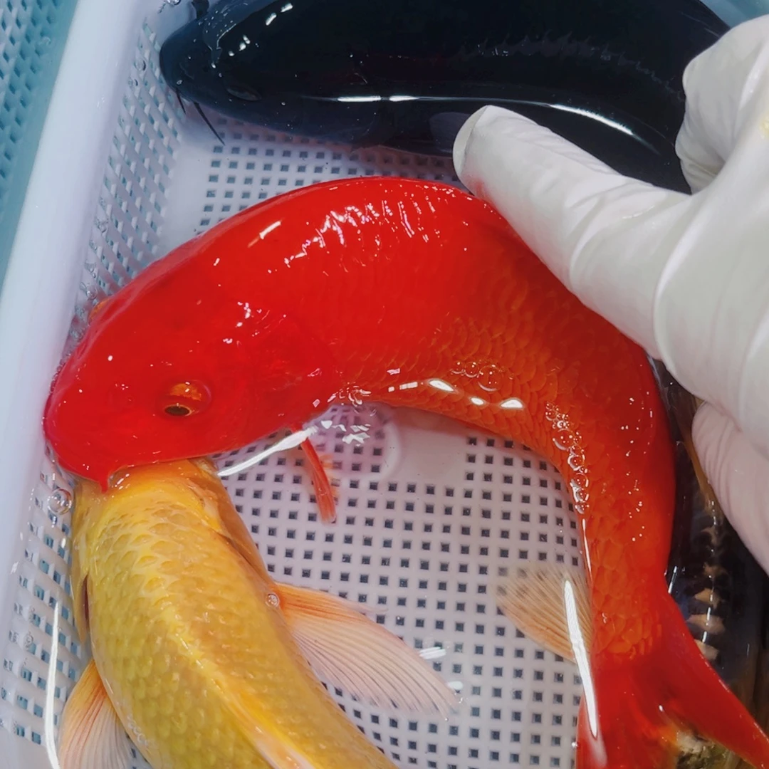 锦鲤锦鲤冷水鱼观赏