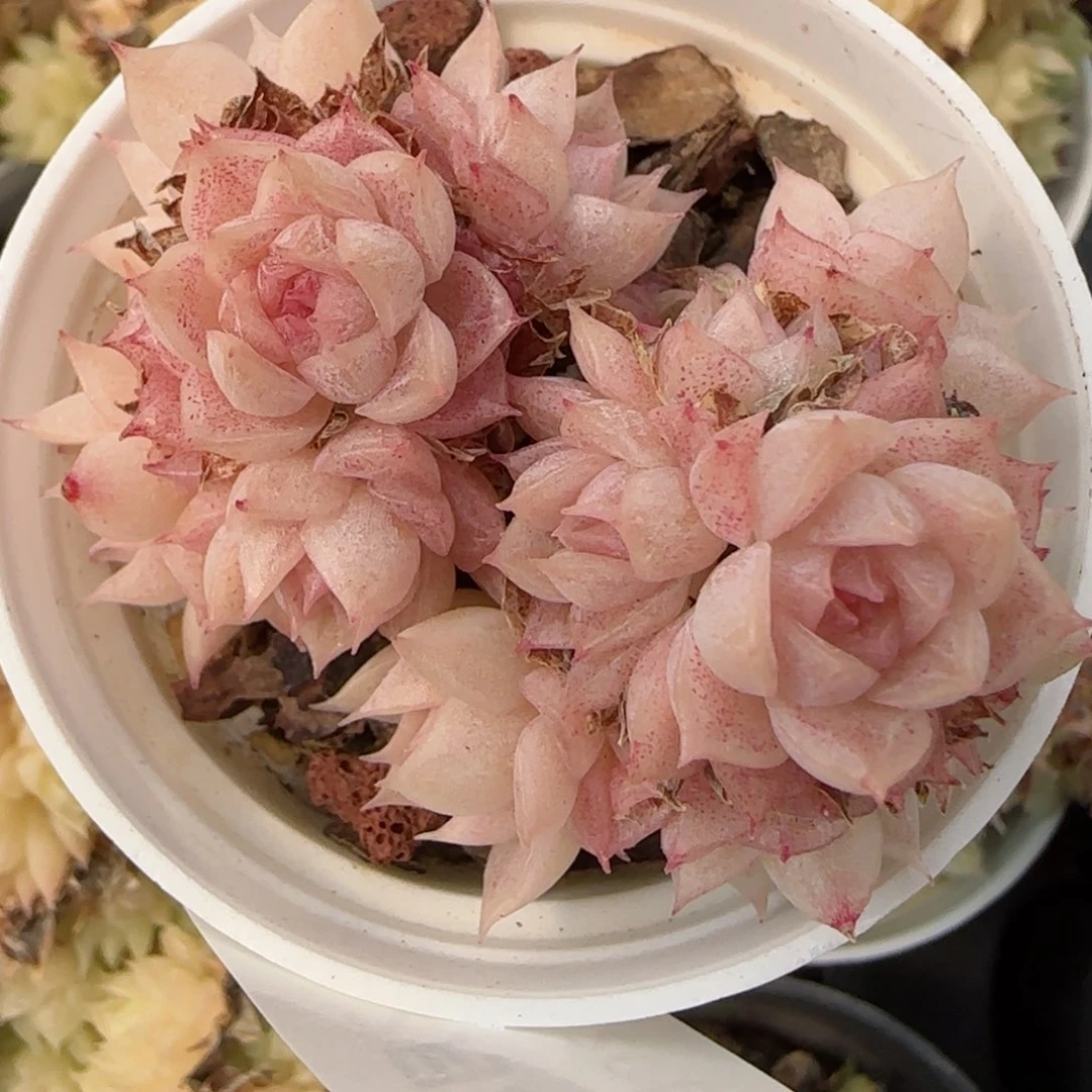 花语逸境0223-272散