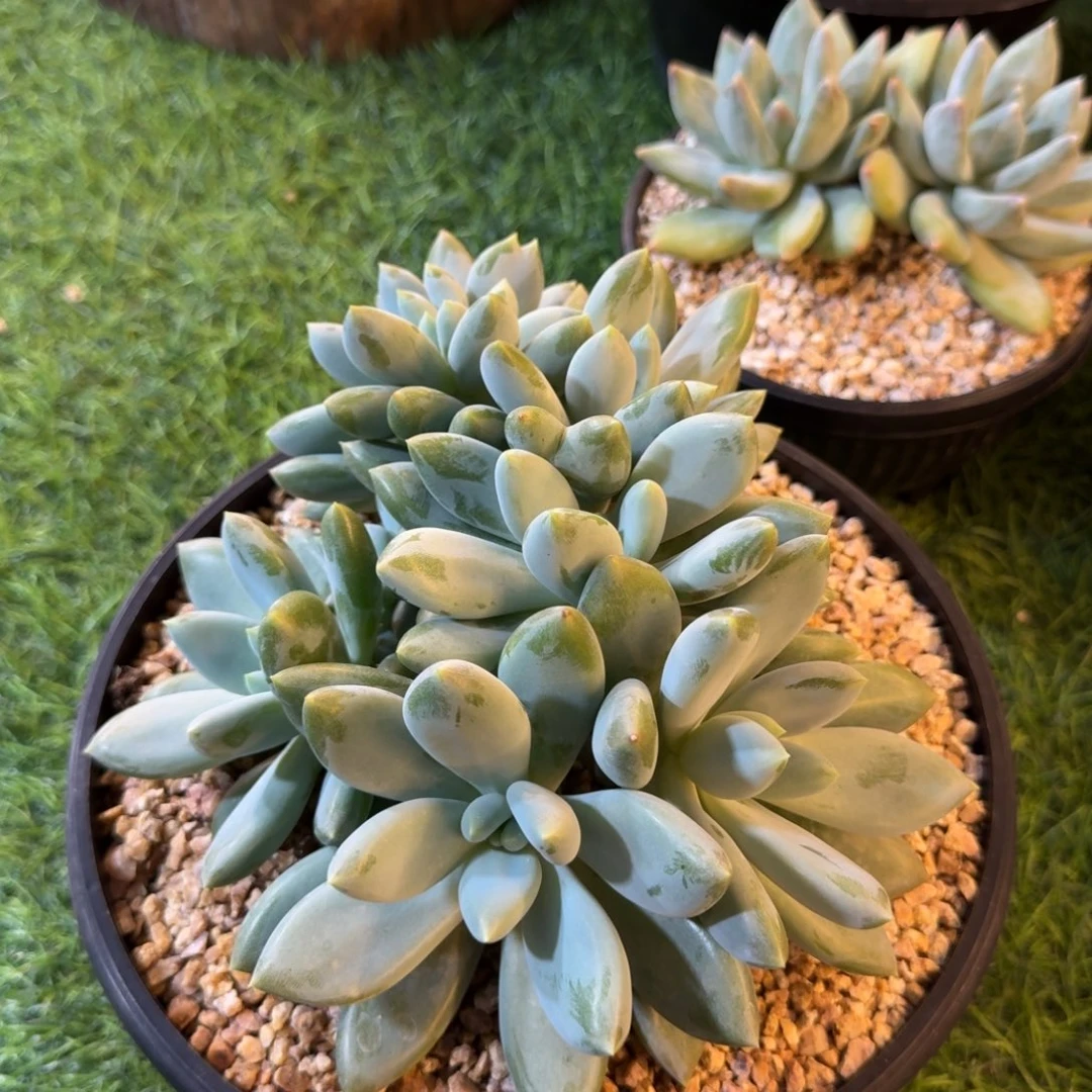 多肉植物哥特萝莉带缀
