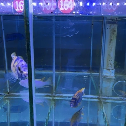 K***A海水鱼163缸11111111