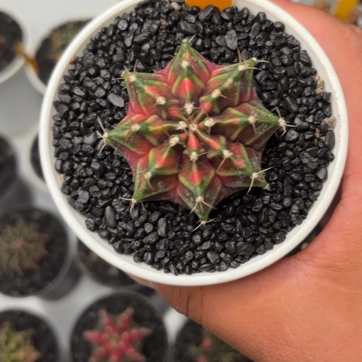 大***️144-1123泰国发货多肉