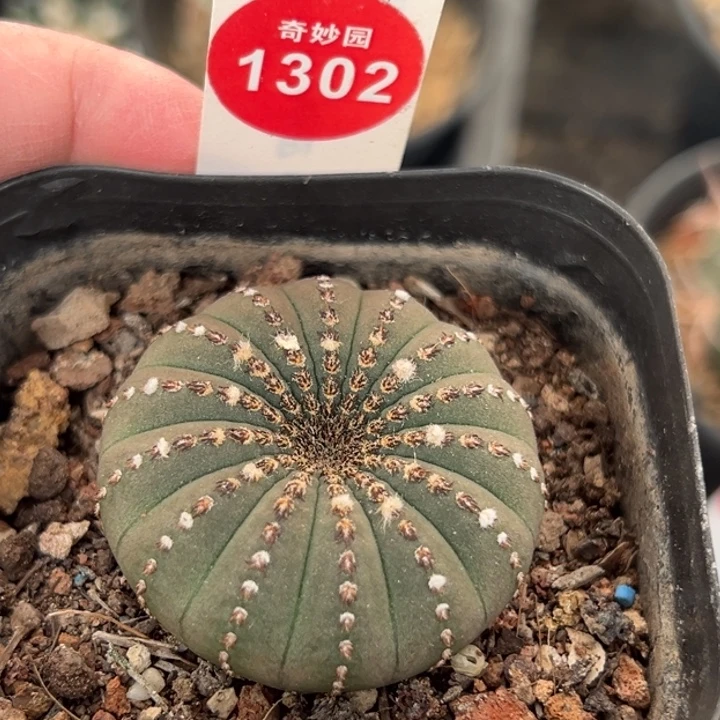 实生母本大型士童4cm
