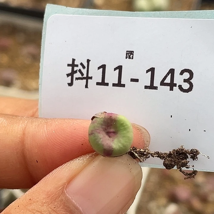柒***◔11-143肉锥多肉植物