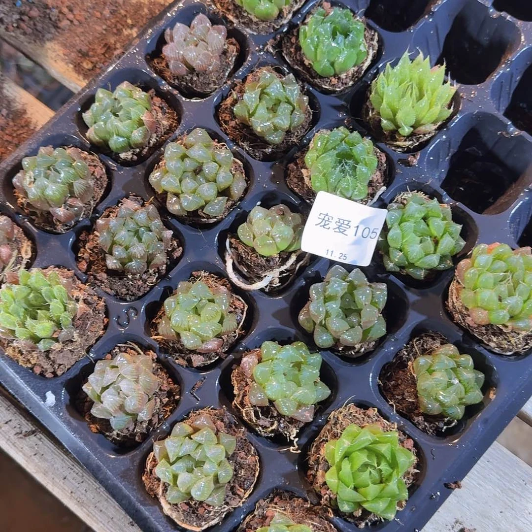 直播福利一物一拍105